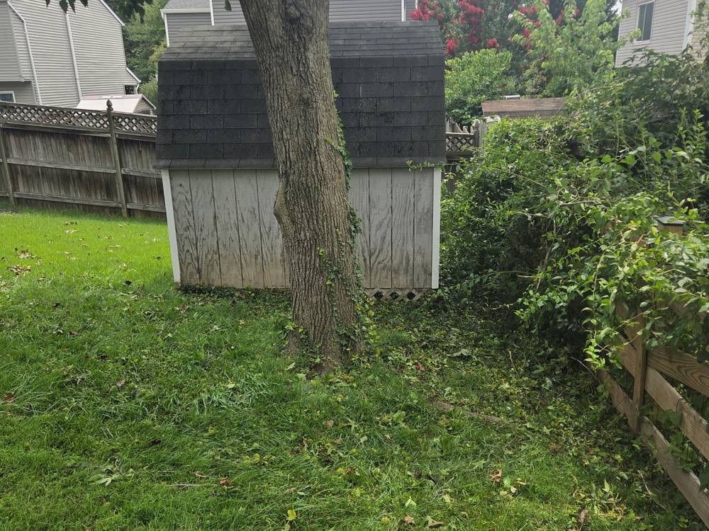 Same backyard cleared of storm debris with the lawn and shed clean after the cleanup in Heather Hills, Bowie, MD